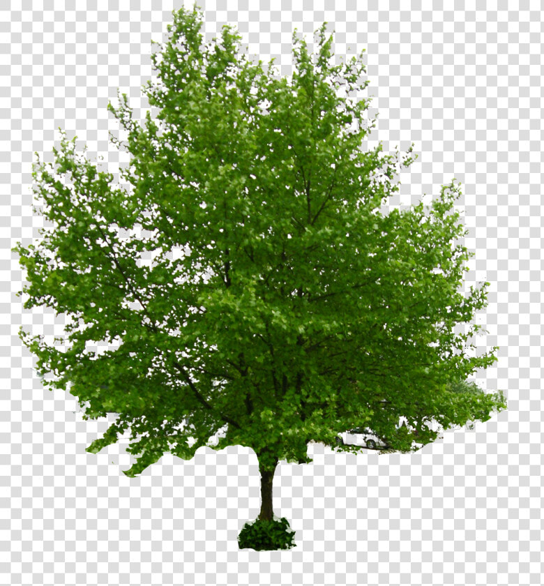 Tree Stock Photography Norway Maple Download   Honeylocust Tree  HD Png DownloadTransparent PNG