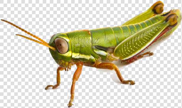 Download Grasshopper Png Photo   Grasshopper Png  Transparent PngTransparent PNG