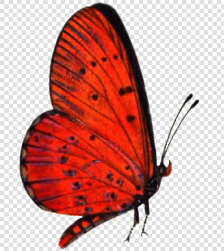 Red Butterfly Png High quality Image   Transparent Red Butterfly Png  Png DownloadTransparent PNG