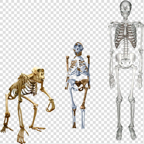 Lucy Compared To Humans  HD Png DownloadTransparent PNG