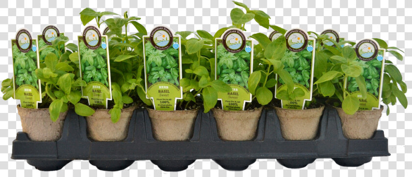 Vegetable Plants Png   Starter Plants  Transparent PngTransparent PNG