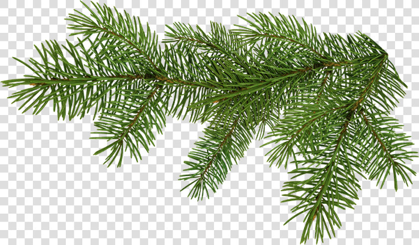 Pine Tree Branch Png Download   Pine Tree Branch Png  Transparent PngTransparent PNG