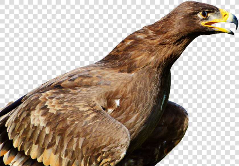 Bird Of Prey  HD Png DownloadTransparent PNG