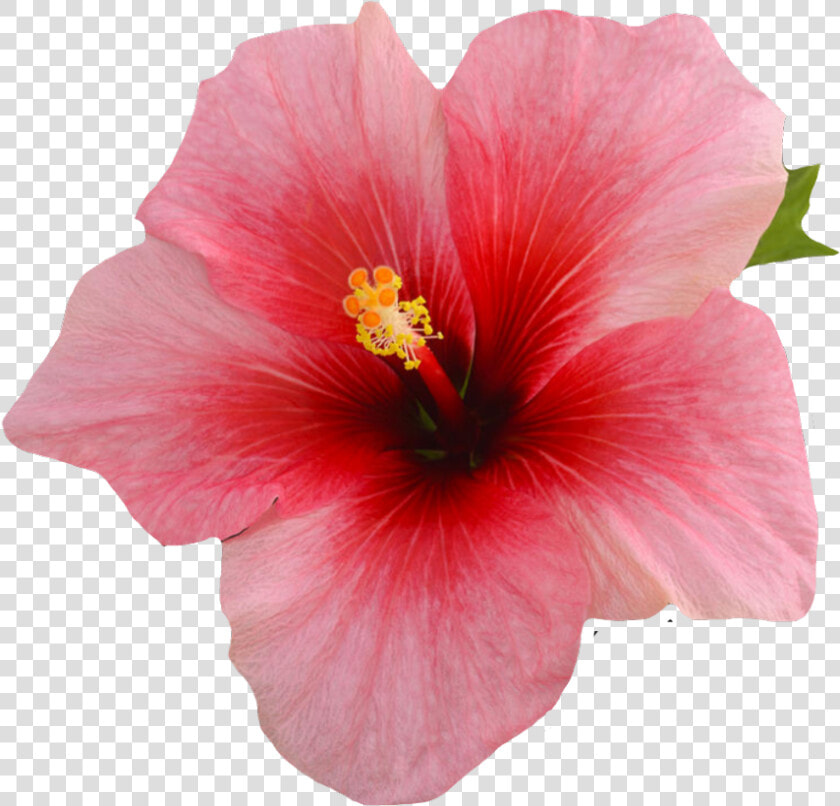  flower  pink  hibiscus  summer  kawaii   Single Hibiscus Flower On A Black Background  HD Png DownloadTransparent PNG