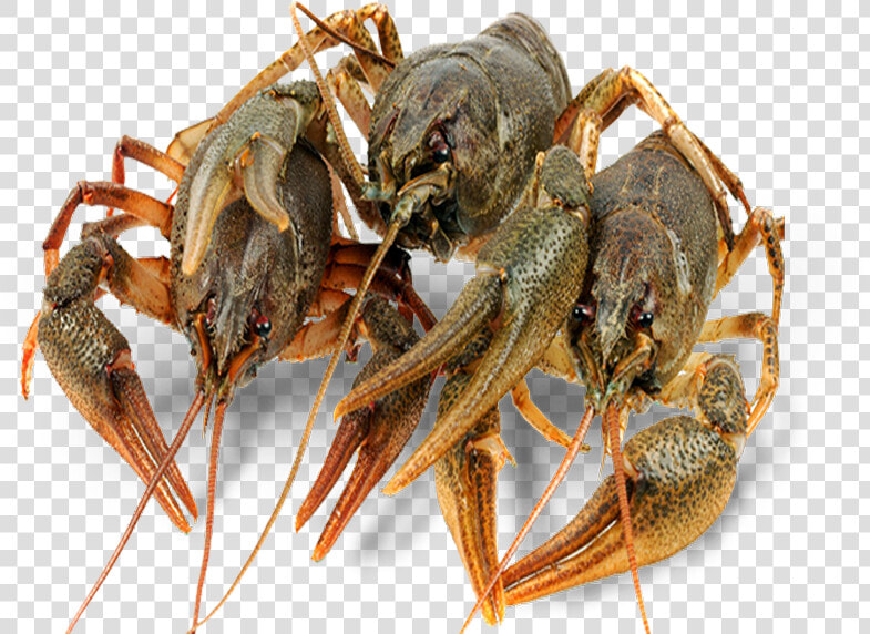 Alive Crayfish   Cancer   Lobster   Раки Живые  HD Png DownloadTransparent PNG