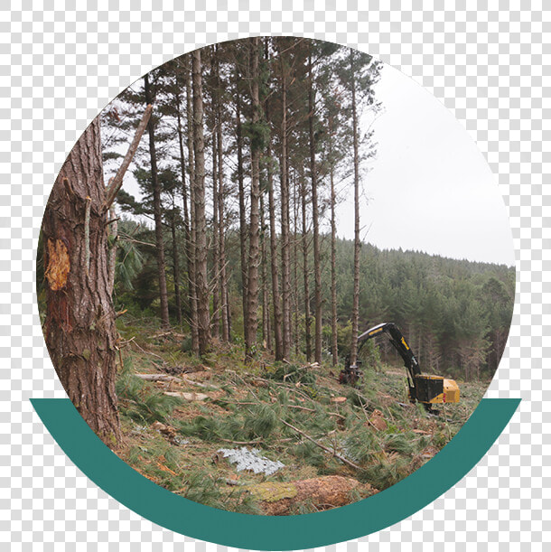 Northland Forestry Services New Zealand  HD Png DownloadTransparent PNG