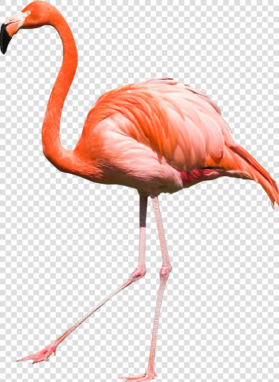 Download Flamingo Png Transparent Images Transparent   Real Flamingo Png  Png DownloadTransparent PNG