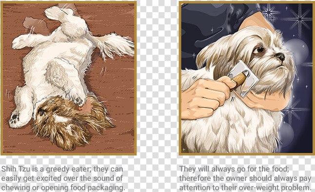 Shih Tzu   Shih Tzu Comic  HD Png DownloadTransparent PNG