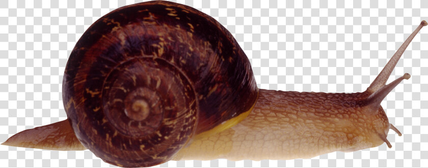 Snail Png   Snail Transparent Png  Png DownloadTransparent PNG