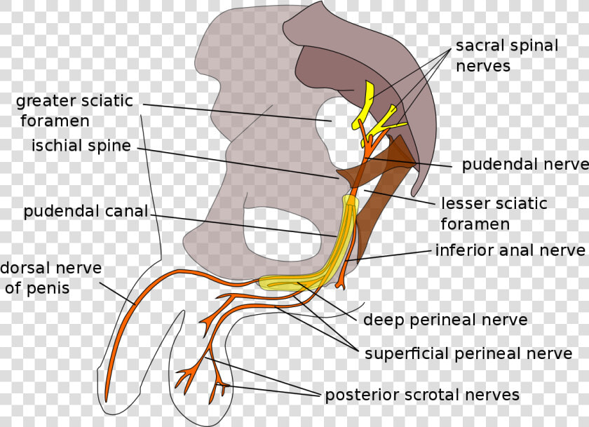 Pudendal Nerve  HD Png DownloadTransparent PNG