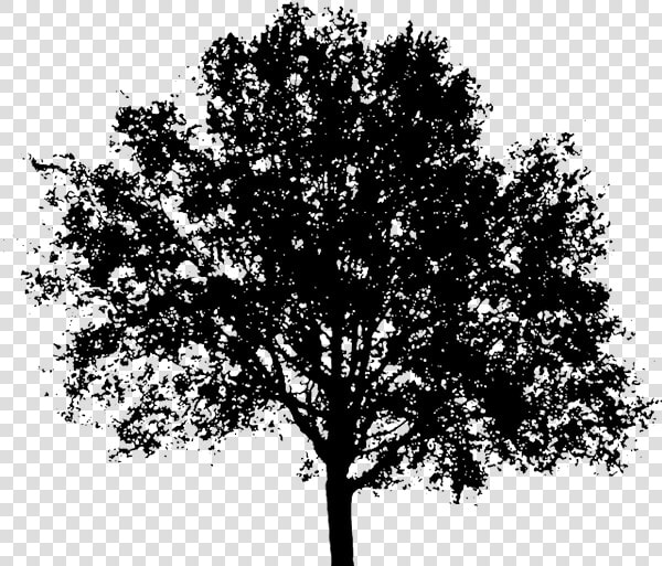 Arvore Preta Png   Tree Silhouette Transparent Background  Png DownloadTransparent PNG