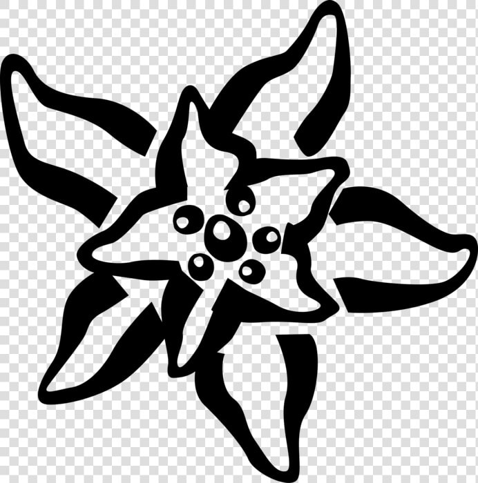 Vector Illustration Of Marine Invertebrate Starfish  HD Png DownloadTransparent PNG