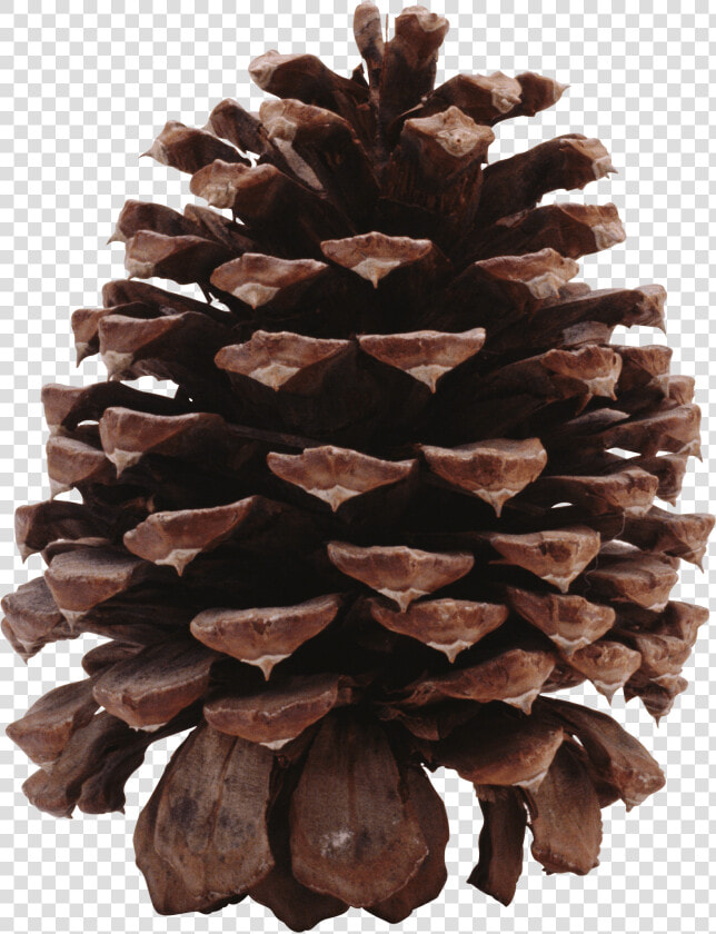 Dark Pine Cone   Ponderosa Pine Cone Transparent  HD Png DownloadTransparent PNG