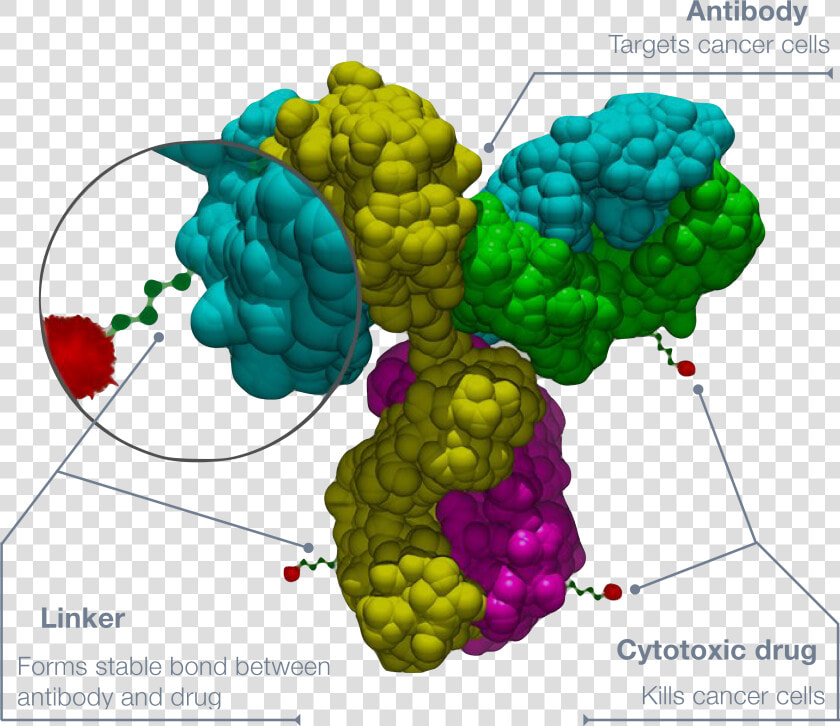 Antibody drug Conjugate   Structure Antibody Drug Conjugate  HD Png DownloadTransparent PNG