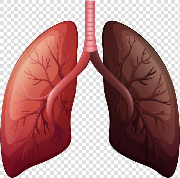 Lungs Png   Lung Cancer Before And After  Transparent PngTransparent PNG