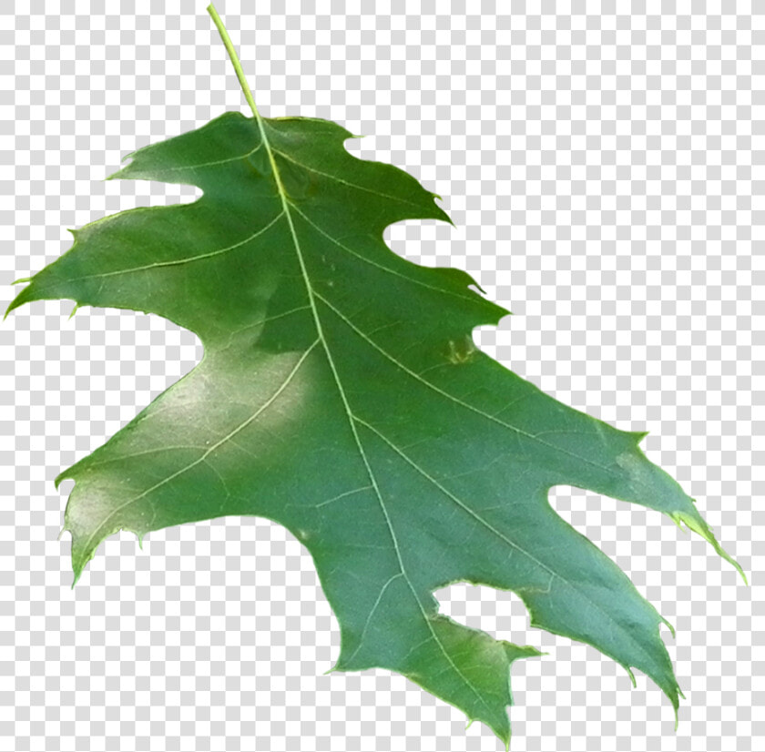 Quercus Rubra Leaf   Leaf  HD Png DownloadTransparent PNG