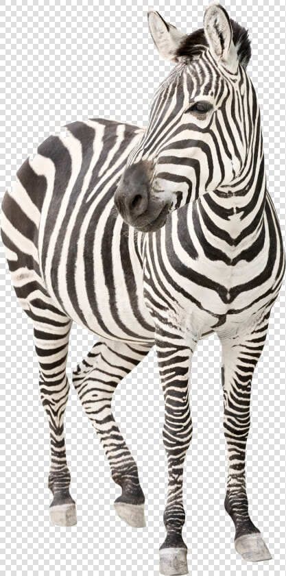 Zebra Png Transparent Image   Ehlers Danlos Syndrome  Png DownloadTransparent PNG