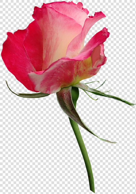 Rose  Bud  Fragrant  Cut Out  Isolated  Flower  Perfume   Hybrid Tea Rose  HD Png DownloadTransparent PNG