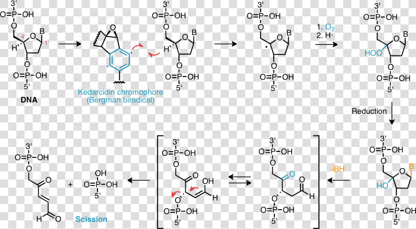 Dna Damage Mechanism   Free Radical Induced Damage To Dna Mechanism  HD Png DownloadTransparent PNG