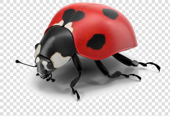 Ladybug Png Pic   Real Ladybug Png  Transparent PngTransparent PNG