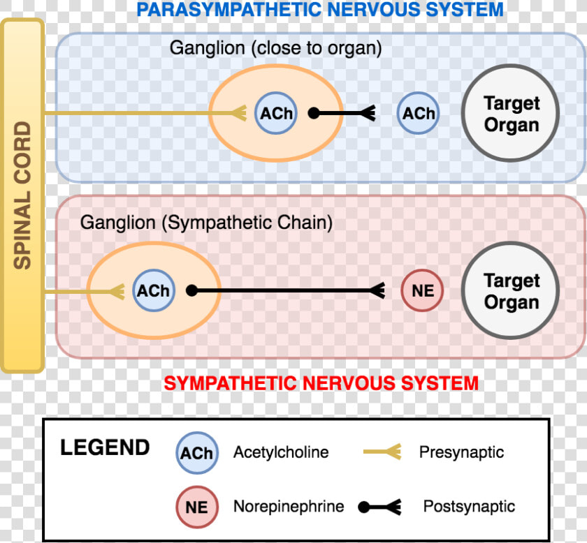 The Innervation Of The Sympathetic And Parasympathetic  HD Png DownloadTransparent PNG