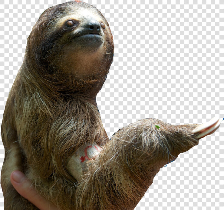 Download Sloth Png Pic   Sloth Png Transparent  Png DownloadTransparent PNG