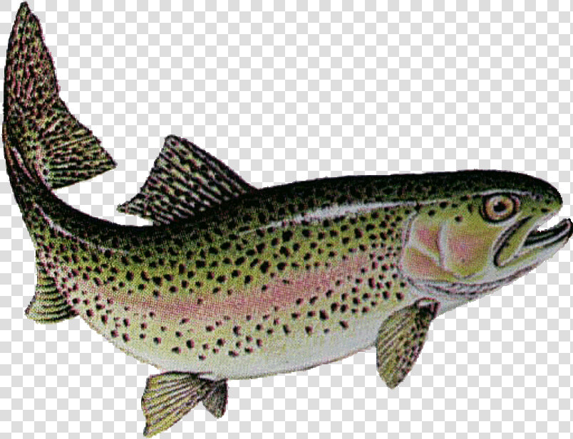 Lake Trout Png Png Free Library   Trout Fish In India  Transparent PngTransparent PNG