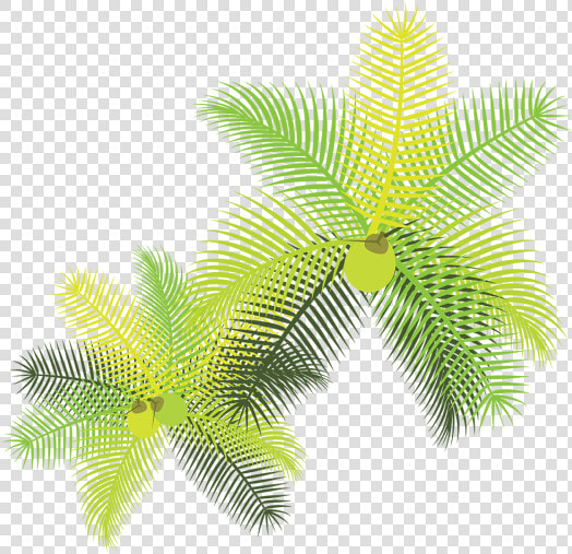 Tropical Leaves With Coconuts   Folhas Tropicais Png  Transparent PngTransparent PNG