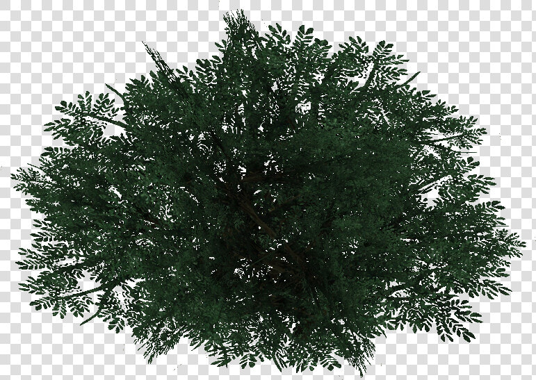 Pine Bush   Png Download   Pine Bush Png  Transparent PngTransparent PNG