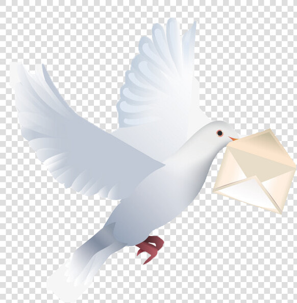 Pigeon Png Free Download   Happy Birthday Wishes With Pigeon  Transparent PngTransparent PNG