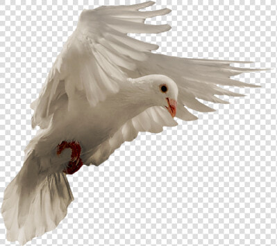 Pigeon Png   European Herring Gull  Transparent PngTransparent PNG