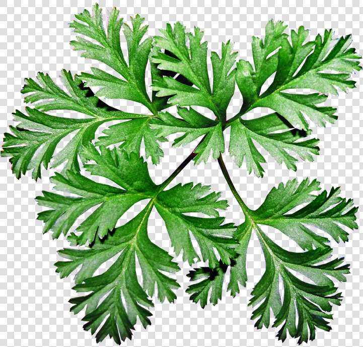 Leaves  Anemone  Plant  Garden  Greenery   Anemone Leaves  HD Png DownloadTransparent PNG