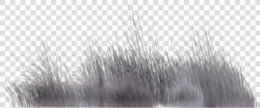 Grass family   Grass Photoshop Grey  HD Png DownloadTransparent PNG