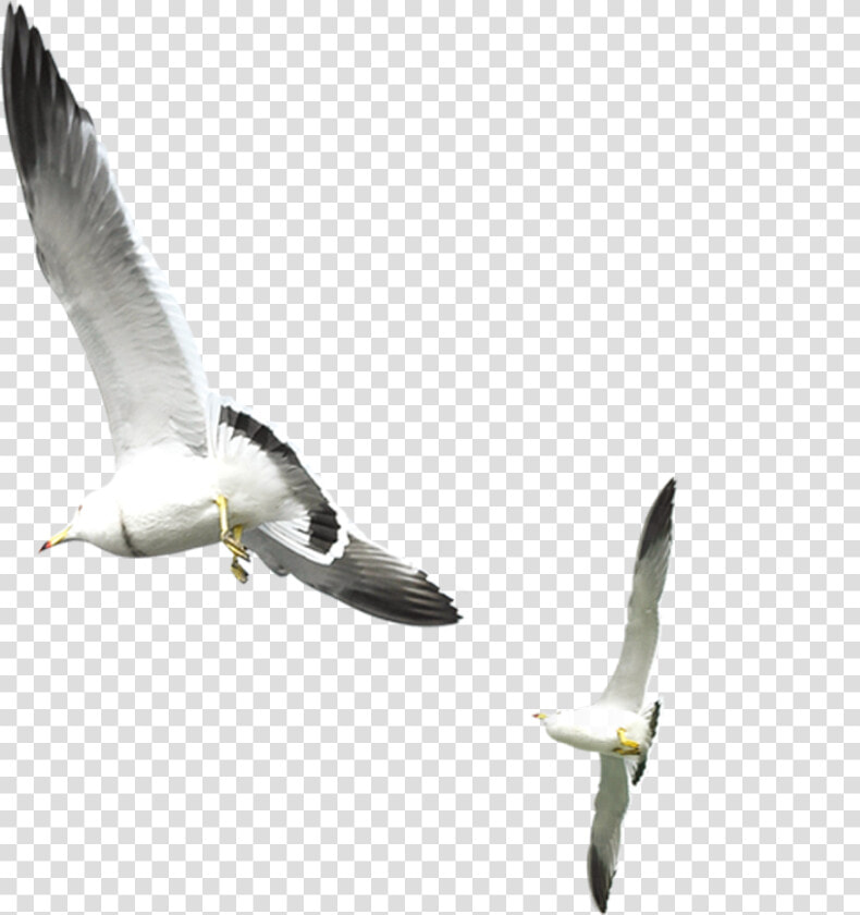 Flying Seagull Png Download   Seagull On White Background Free  Transparent PngTransparent PNG