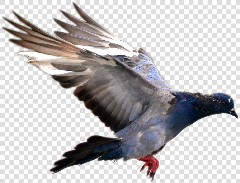 Flying Pigeon Png Image   Pigeon Bird Flying Png  Transparent PngTransparent PNG