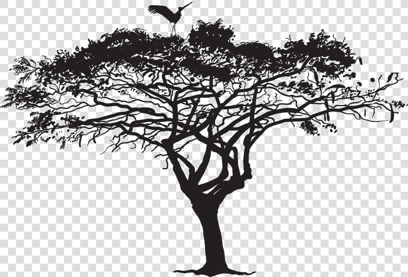 Tree Silhouette Photography   Tree With Bird Silhouette Png  Transparent PngTransparent PNG