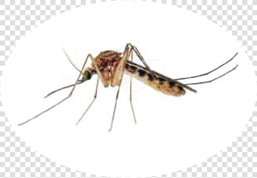 Transparent House Fly Png   Mosquito Dengue White Background  Png DownloadTransparent PNG