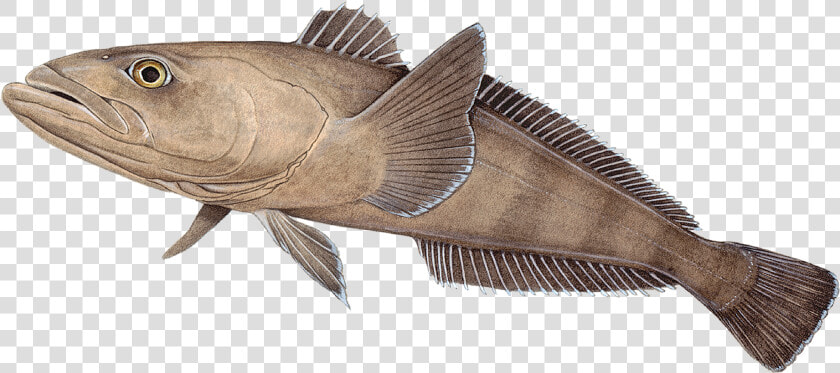 Perch  HD Png DownloadTransparent PNG