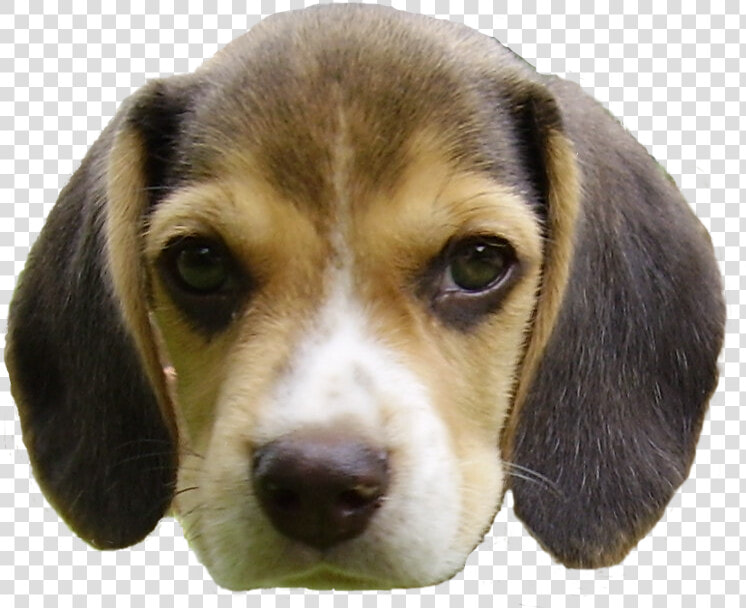 Beagle Puppy S Head   Dog Head Transparent Background  HD Png DownloadTransparent PNG