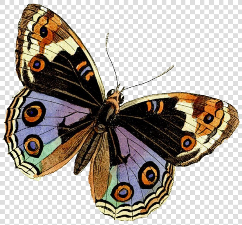  butterfly  beauty  soft  png   Brush footed Butterflies  Transparent PngTransparent PNG