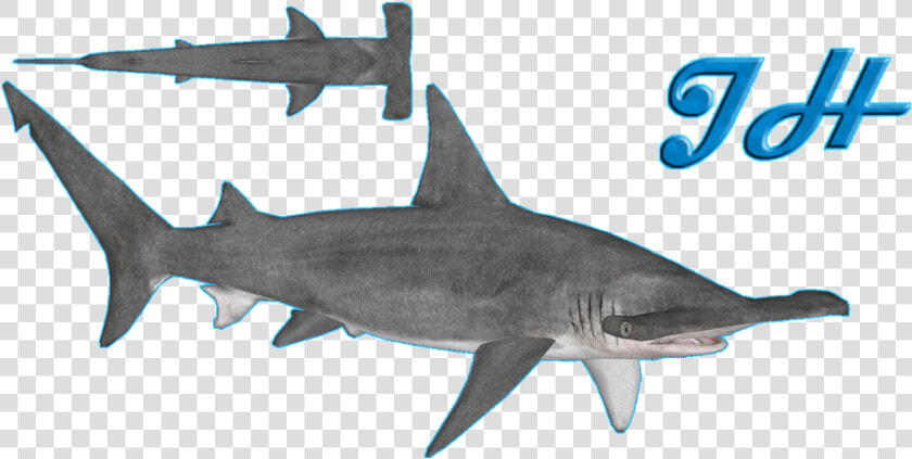 Great Hammerhead Shark   Shark  HD Png DownloadTransparent PNG