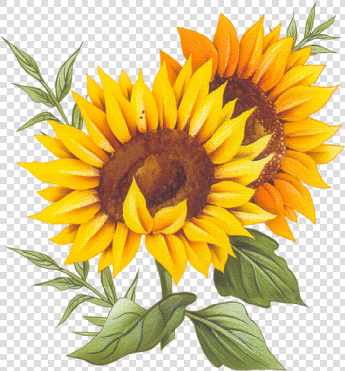 Cuisine Montxe9e Sunflower Recipe Two France Vector   Sunflower Vector Transparent Background  HD Png DownloadTransparent PNG