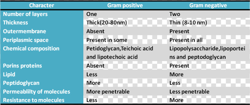 Gram Positive And Gram Negative Cell Wall Difference  HD Png DownloadTransparent PNG