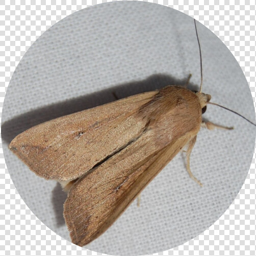 Armyworm Moths These Moths Are Billion Dollar Pests   Hofmannophila Pseudospretella  HD Png DownloadTransparent PNG