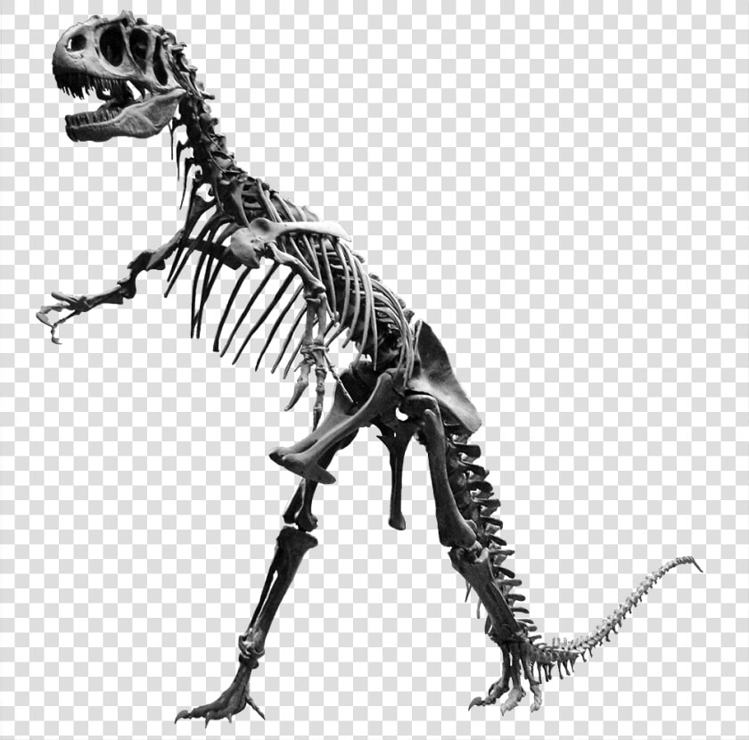 Transparent Dinosaur Bone Clipart   Dinosaur Bones Png  Png DownloadTransparent PNG