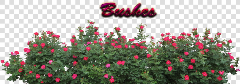 Bushes Download Png   Bushes Png  Transparent PngTransparent PNG