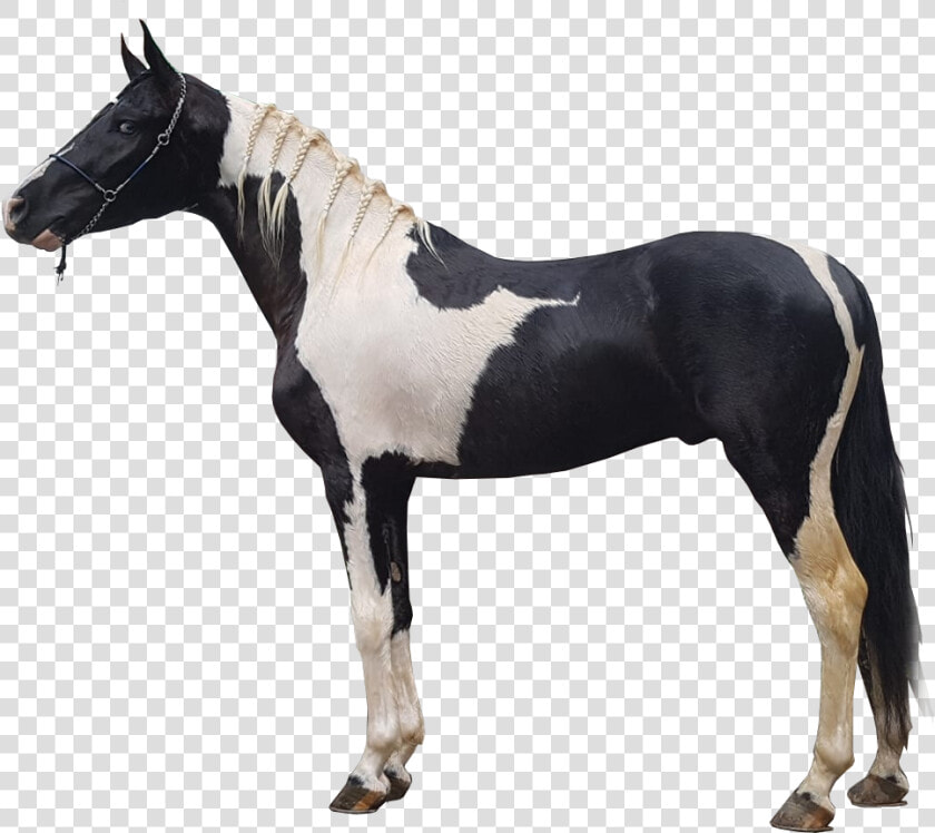 Cavalo Preto E Branco   Cavalos Preto Png  Transparent PngTransparent PNG