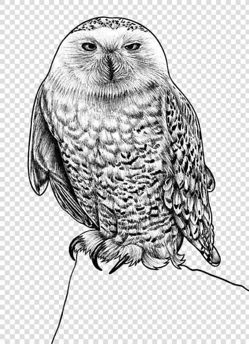 Ink Illustration Snowy Owl Ink  HD Png DownloadTransparent PNG