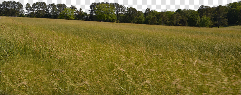 Meadow Png   Png Download  Transparent PngTransparent PNG