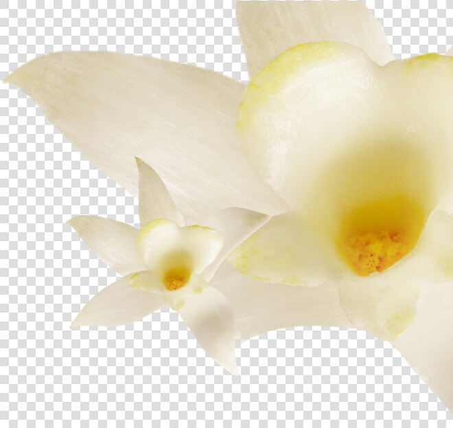 0  Fat Vanilla   Artificial Flower  HD Png DownloadTransparent PNG